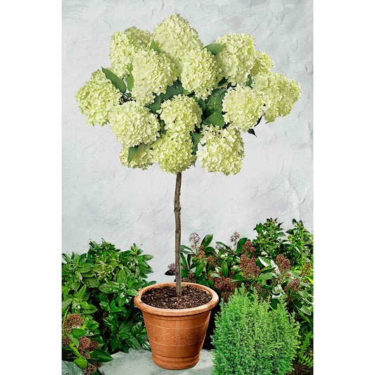 Hortensia Limelight ® sur tige - Bakker
