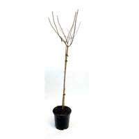 Hortensia Limelight ® sur tige - 1x hauteur de livraison 60 cm, pot de Diamètre 19 cm - Arbustes - undefined