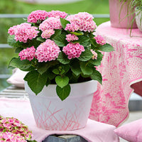 Hortensia Hydrangea 'Revolution Pink' Rose-Vert - Arbustes