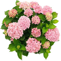 Hortensia Hydrangea 'Revolution Pink' Rose-Vert - Arbustes à fleurs