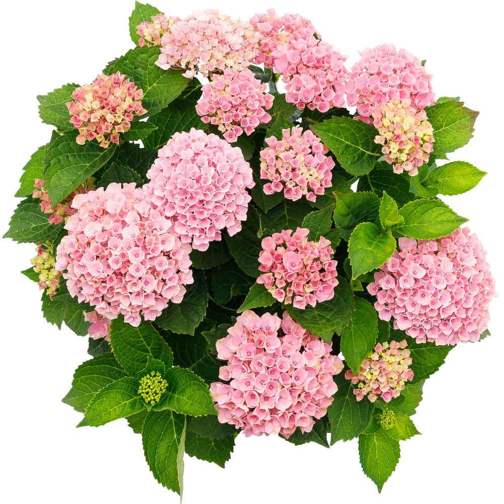 Hortensia Hydrangea 'Revolution Pink' Rose-Vert - Arbustes à fleurs