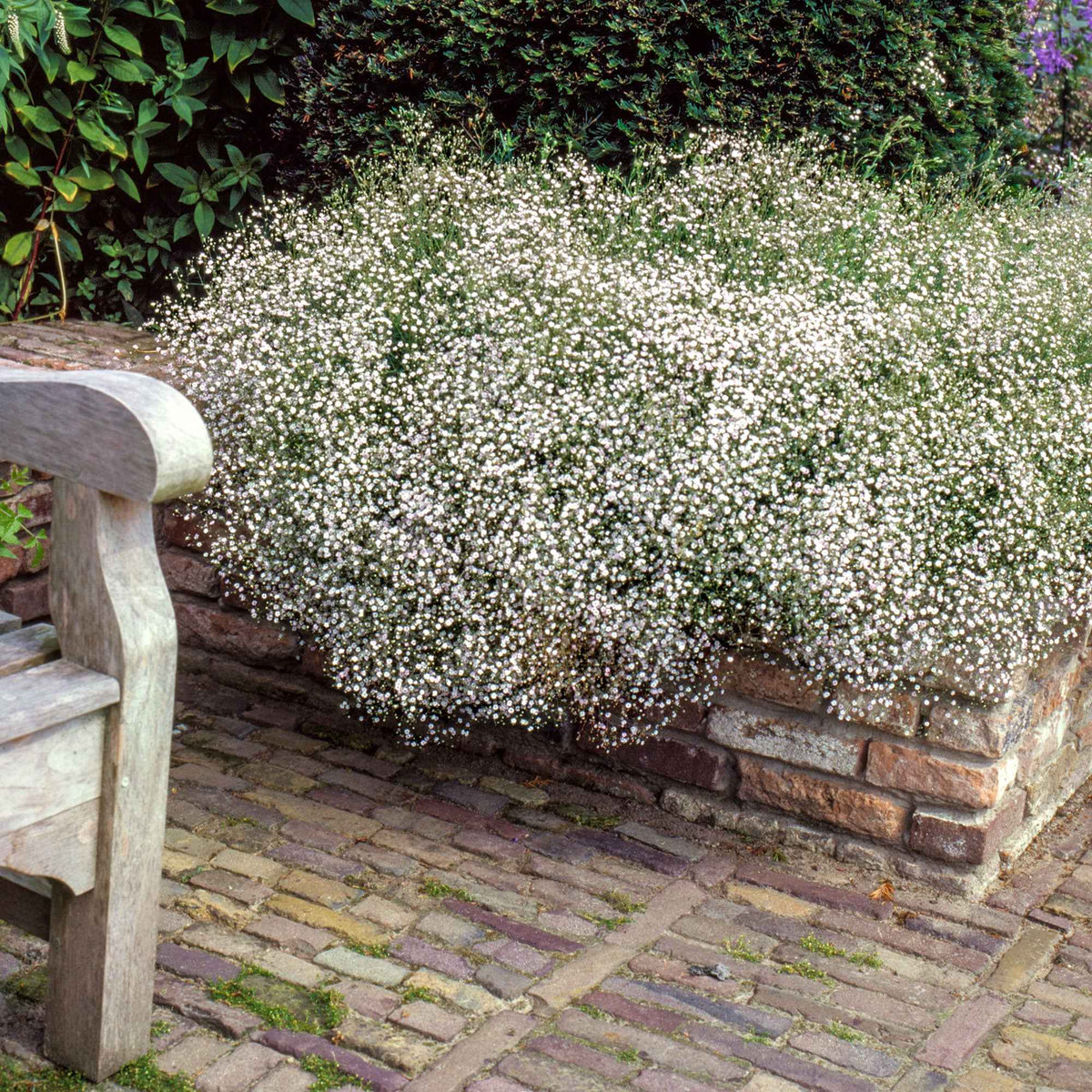 3 Gypsophiles blanche - Bakker