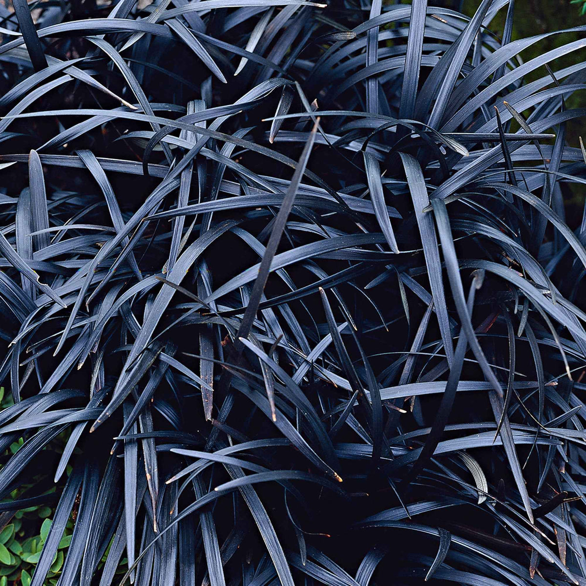 Vente Ophiopogon noir Niger - Plantes couvre-sol
