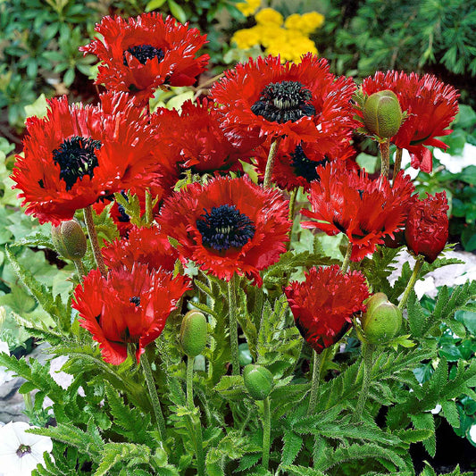 Pavot d'Orient 'Turken Louis' - Bakker