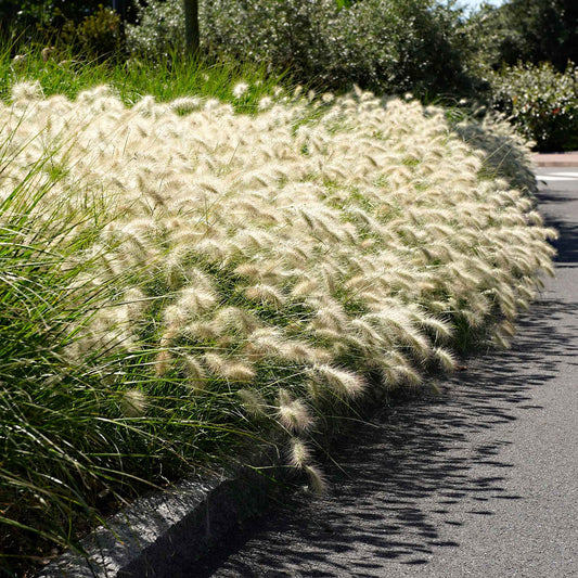 Herbe aux écouvillons 'Hameln' - Caractéristiques des plantes