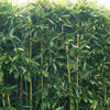 Bambou à chaumes verts - Arbres et haies