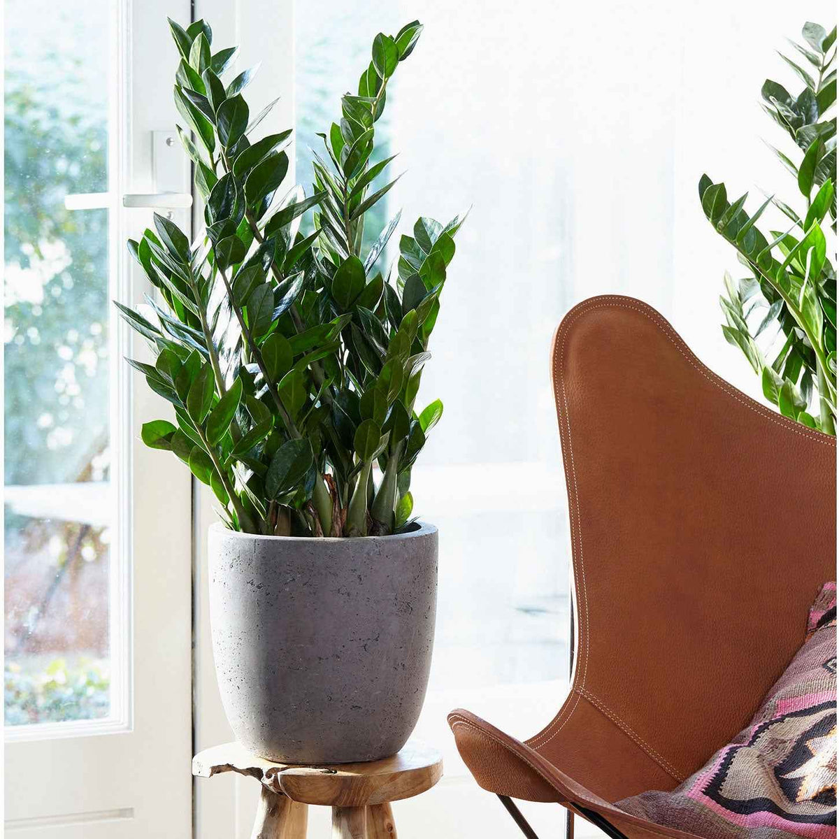 Palmiers d'intérieur - Zamioculcas - Zamioculcas zamiifolia