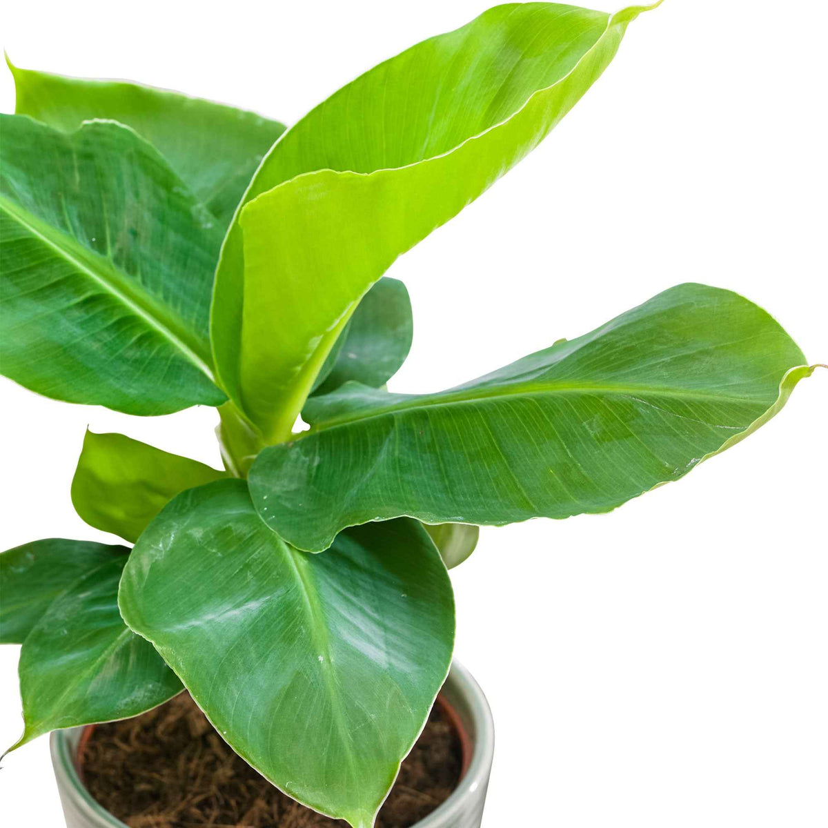 Musa oriental dwarf - Bananier 'Oriental Dwarf' - Plantes vertes d'intérieur