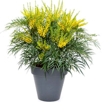 Mahonia Soft Caress - 1x hauteur de livraison 50-60 cm, pot de Diamètre 19 cm - Arbustes fleuris - undefined