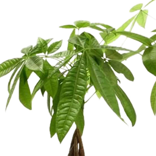 Pachira aquatica - Bakker