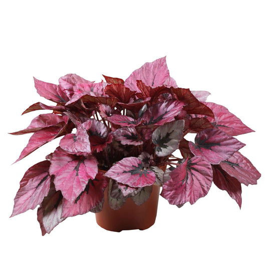 Bégonia Begonia 'Indian Summer' - Bakker
