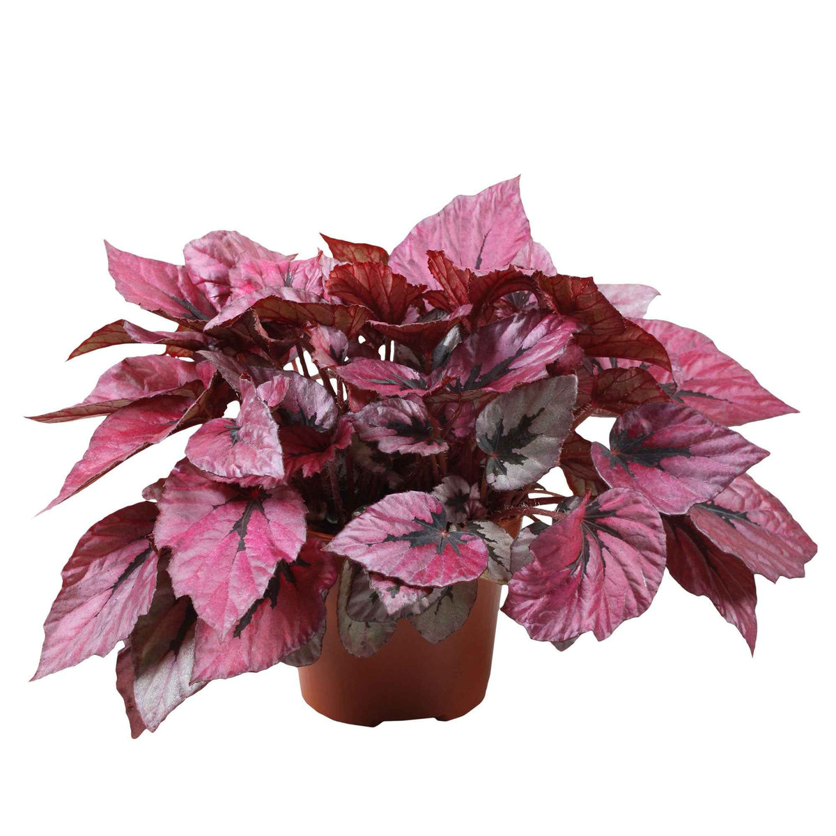 Bégonia Begonia 'Indian Summer' - Bakker