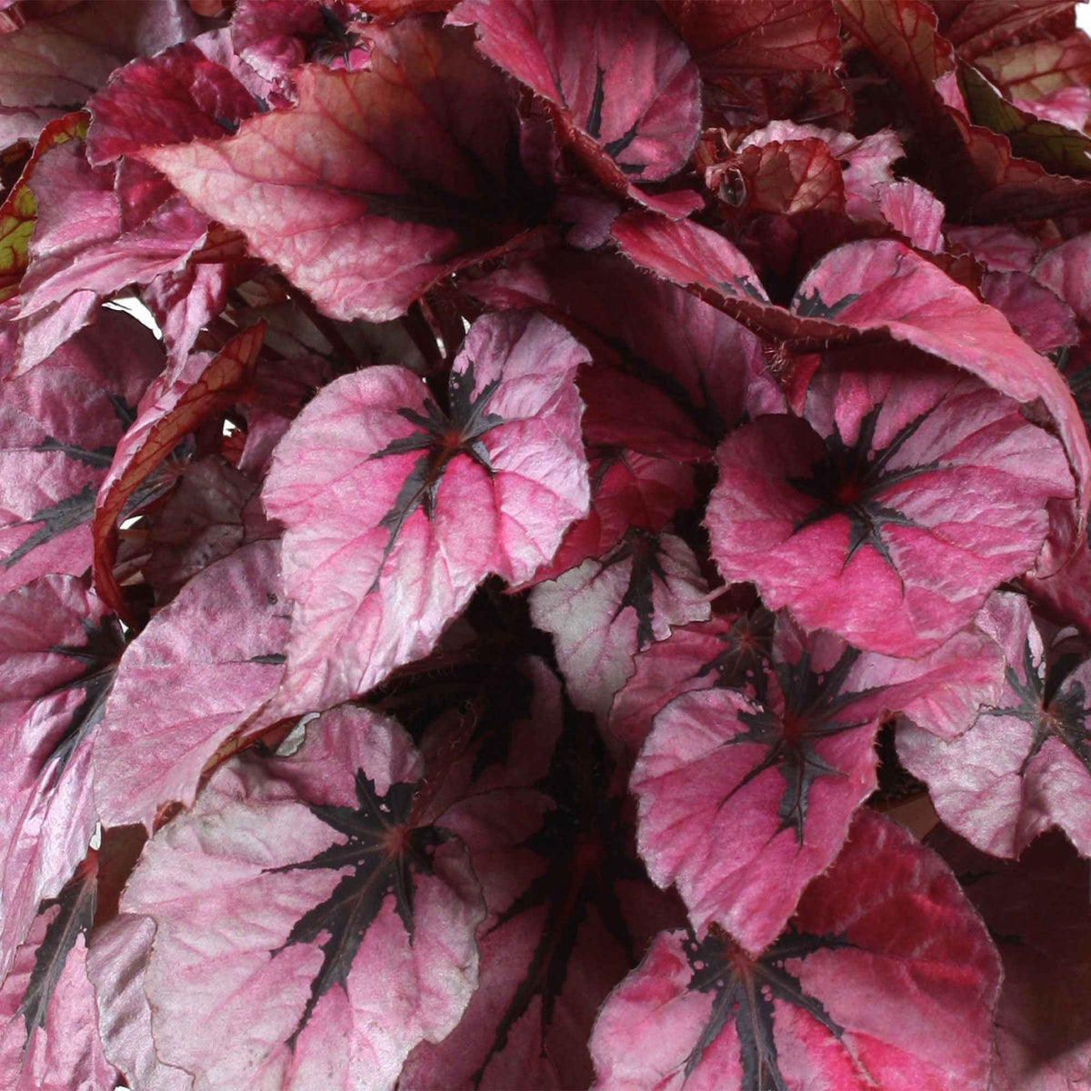 Bégonia Begonia 'Indian Summer' - Begonia beleaf indian summer - Bakker