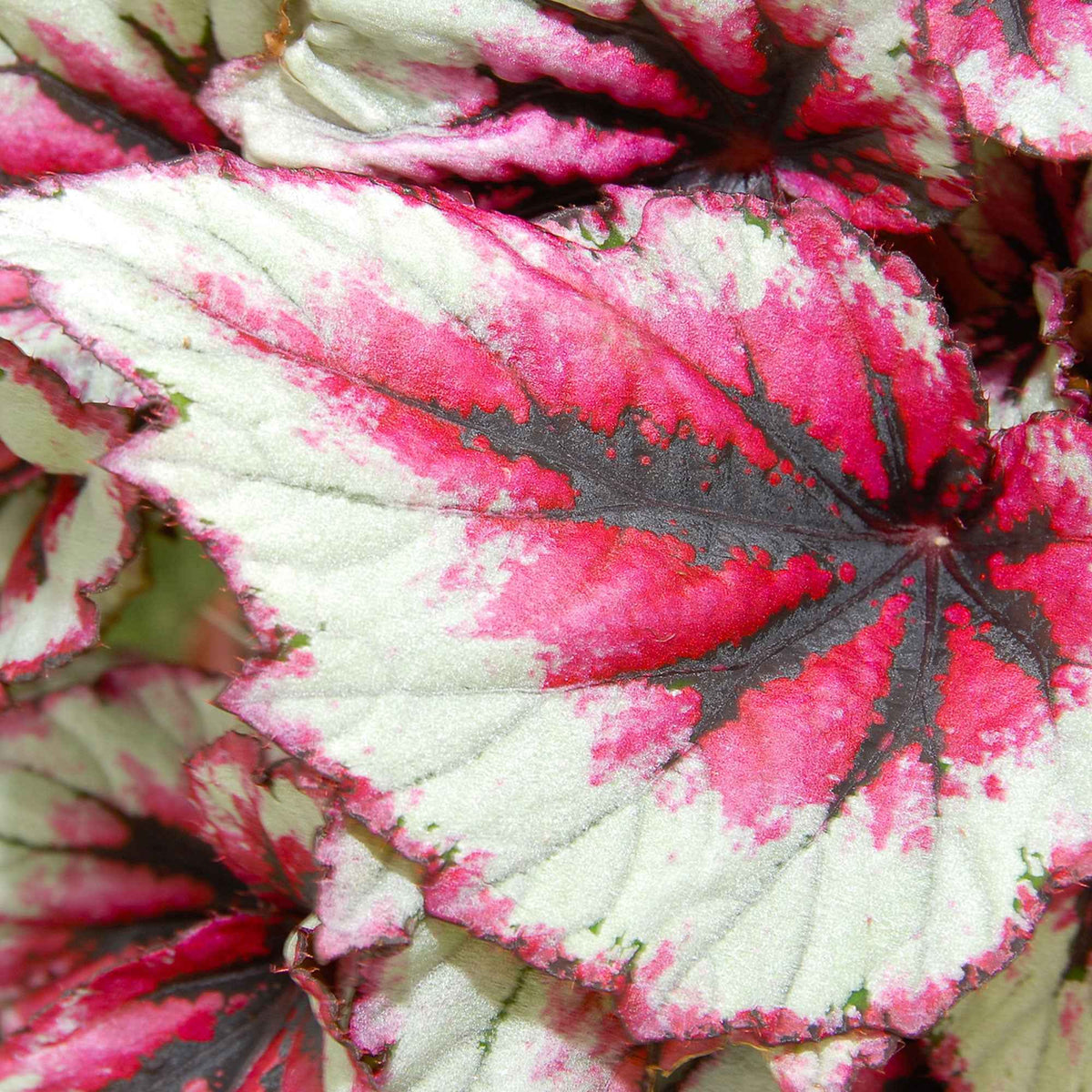 Bégonia Begonia 'Evening Glow' - Begonia beleaf evening glow - Bakker