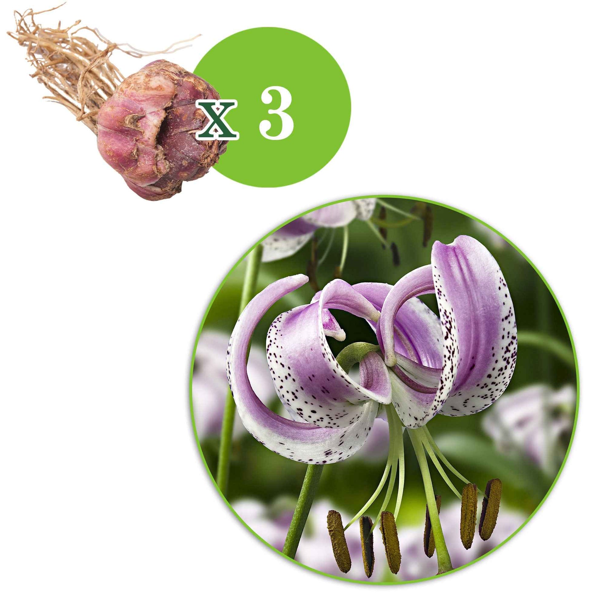 Lis lankongense - 1x emballage (3 bulbes de fleurs) - Bulbes d été - undefined