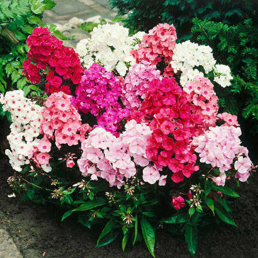 5x Phlox Phlox - Mélange 'Phlox it up' - Plants à racines nues - Arbustes à papillons et plantes mellifères