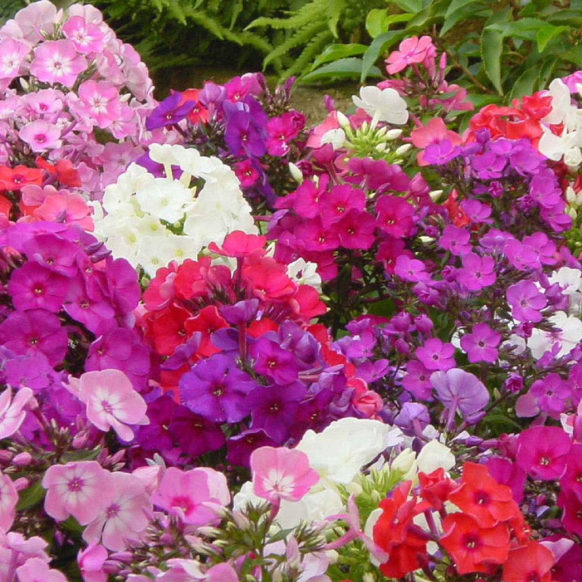 Phlox paniculata - 5 Phlox paniculata en mélange - Phlox