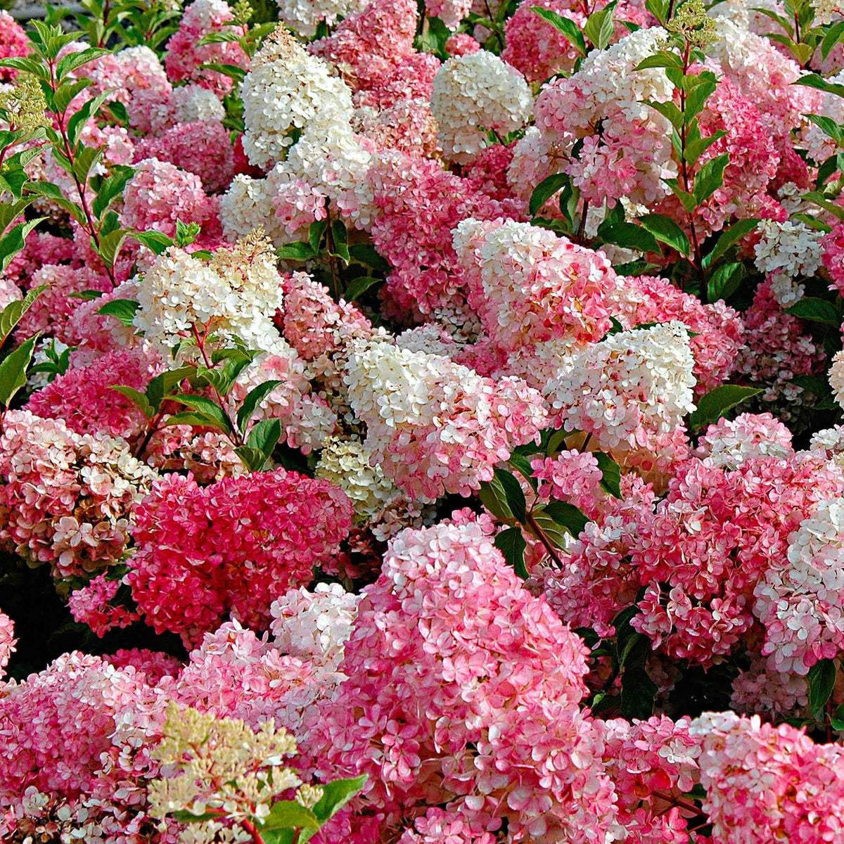 Hortensia paniculé 'Vanille Fraise' - Hydrangea paniculata Vanille Fraise ® Renhy - Bakker