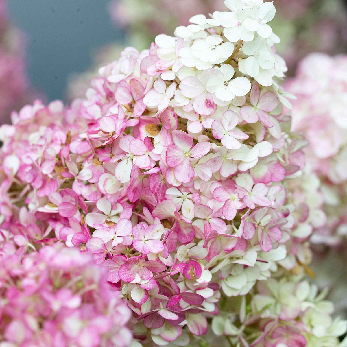 Hortensia paniculata - Hortensia paniculé 'Vanille Fraise' - Hydrangea paniculata Vanille Fraise ® Renhy