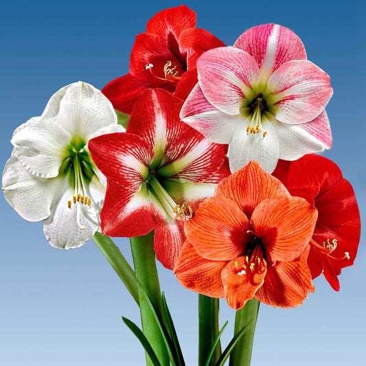 5x Amaryllis - Mélange mélange de couleurs - Amaryllis