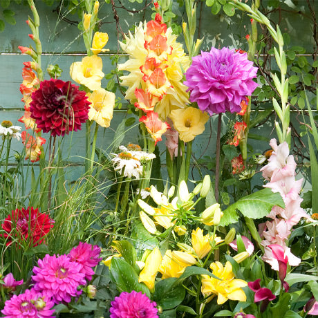Bulbes de fleurs