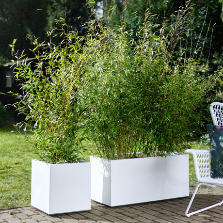 Plantes de jardin