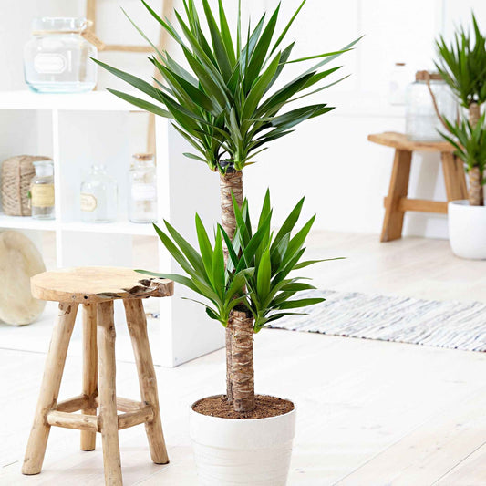 Yucca Yucca elephantipes XL 2 troncs - Bakker