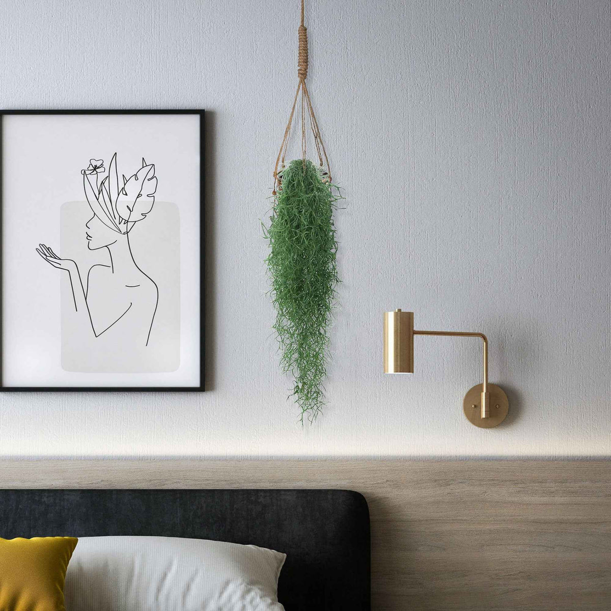 Tillandsia usneoides - Bromélia Tillandsia usneoides  - Plante suspendue - Plantes vertes d'intérieur