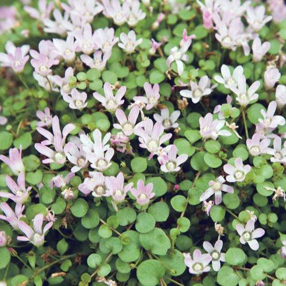 Mouron délicat - Anagallis tenella - Bakker