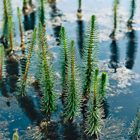 Pesse d'eau - Bassin moderne