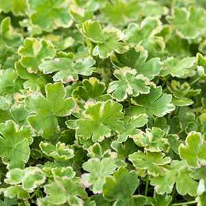 Écuelle d'eau panachée - Bakker