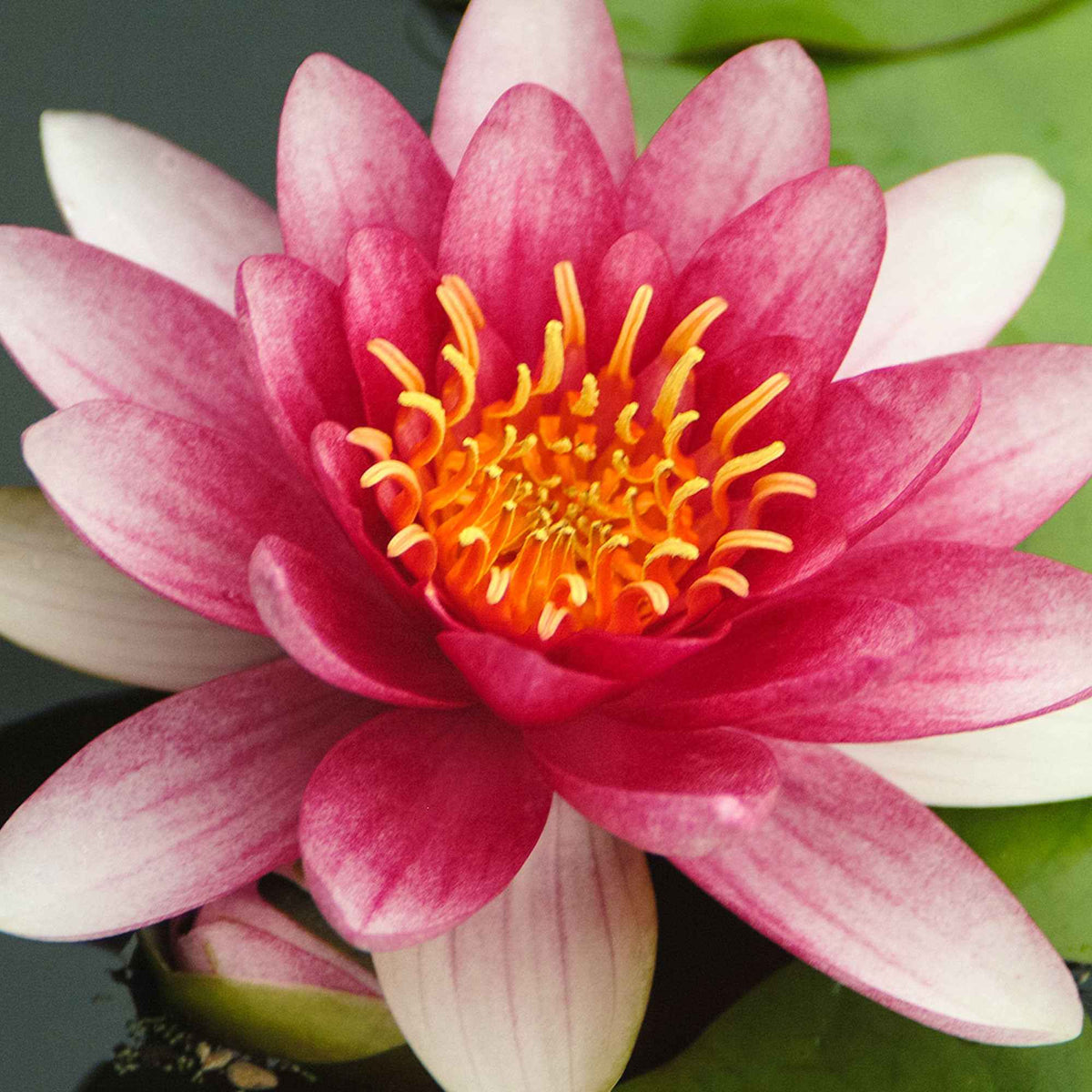 Nénuphar Attraction - Nénuphars - Bakker