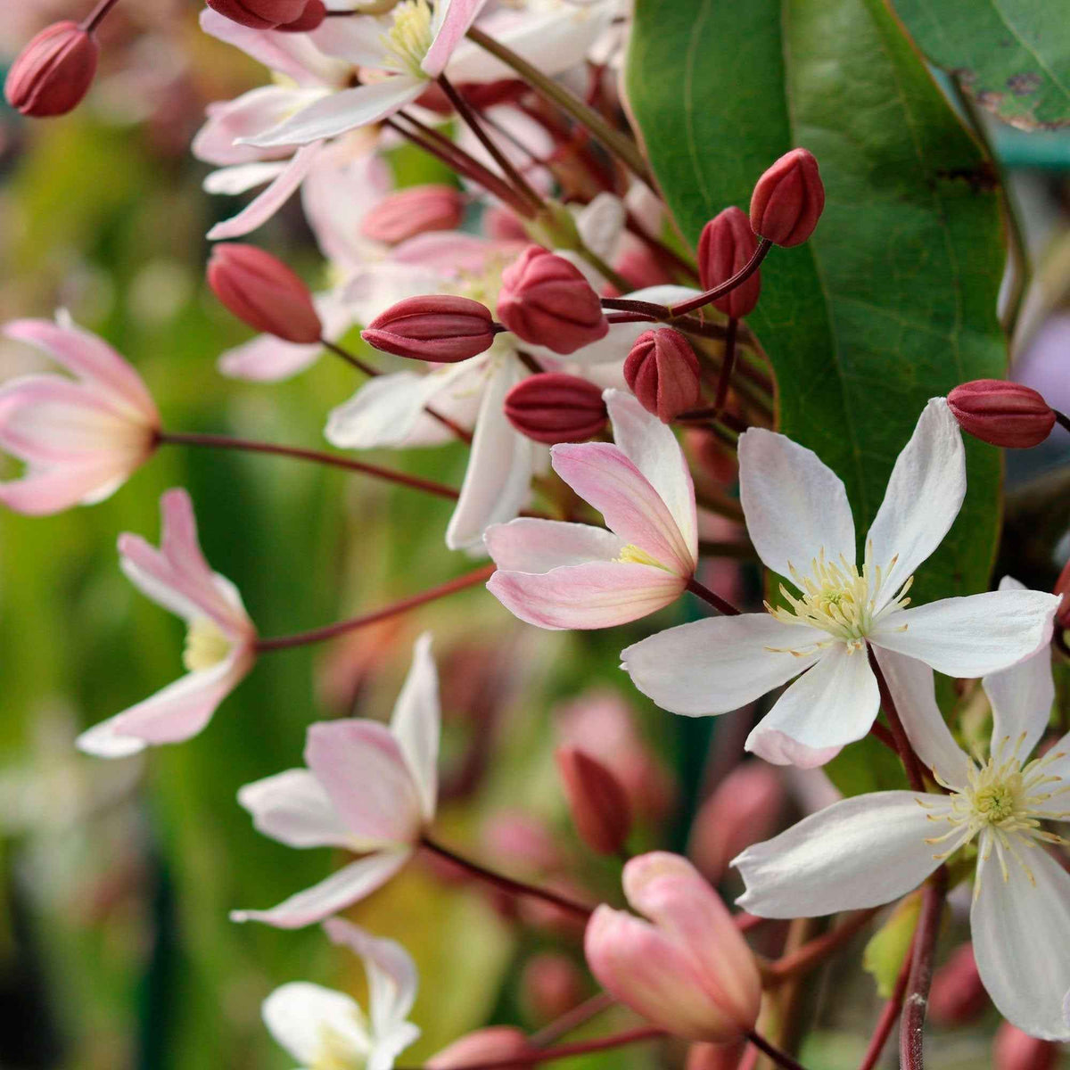 Clématite du Père Armand Apple Blossom - Bakker