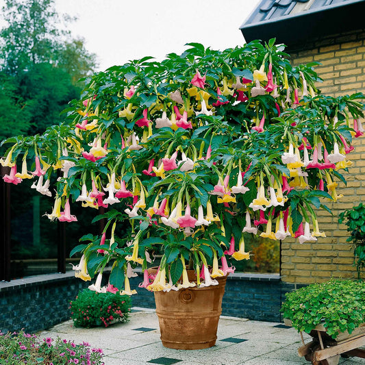 Trompette des anges 'Tricolor' - Caractéristiques des plantes