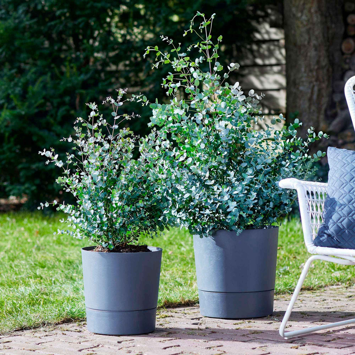 Eucalyptus gunnii - Bakker