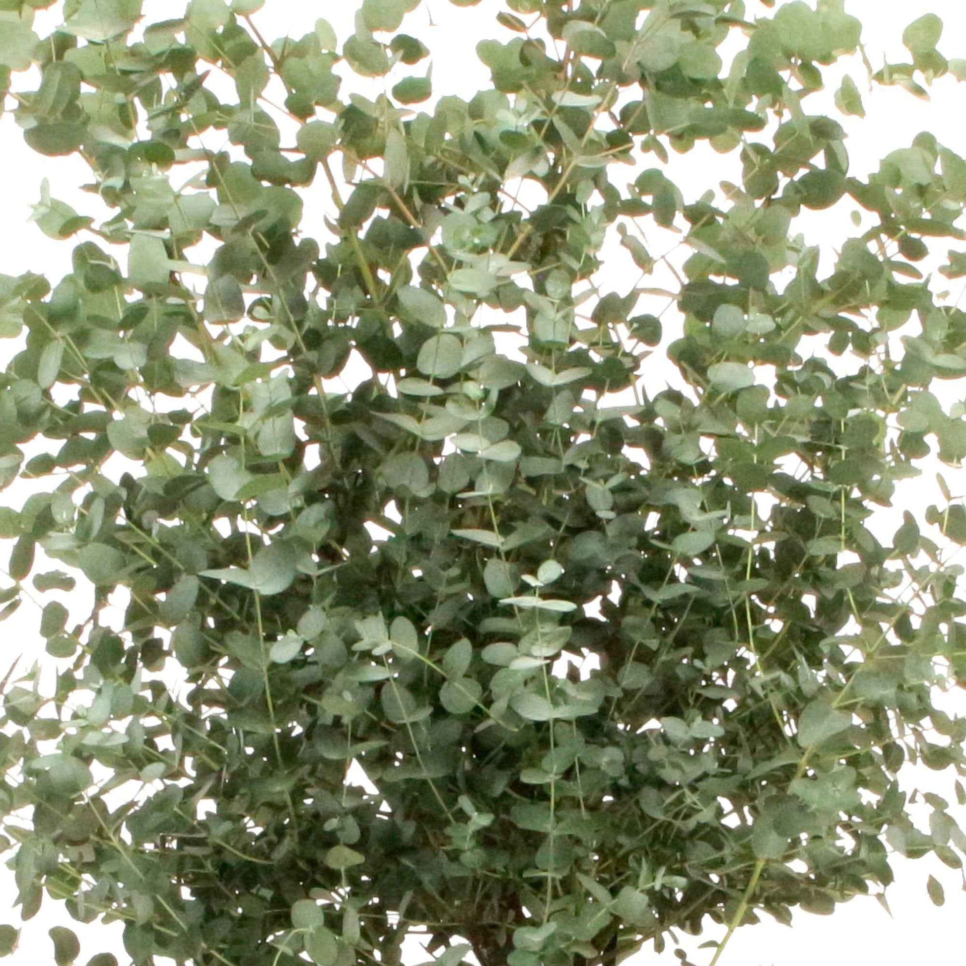 Eucalyptus gunnii - Arbustes