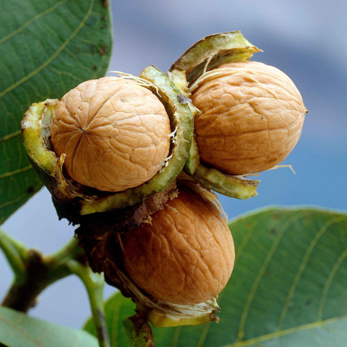 Noyer Commun - Juglans regia - Bakker