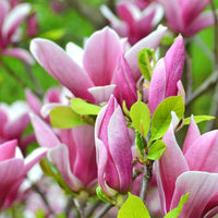 Bakker - Magnolia de Soulange - Magnolia soulangeana - Arbustes et vivaces