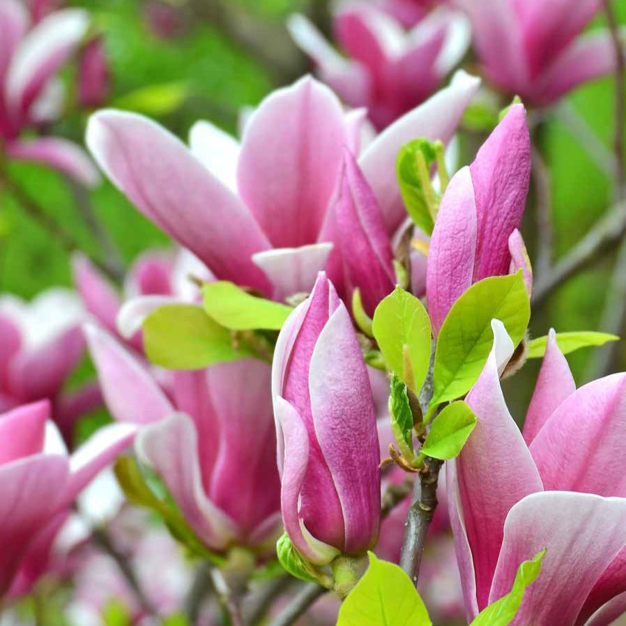 Magnolia soulangeana - Magnolia de Soulange - Magnolia