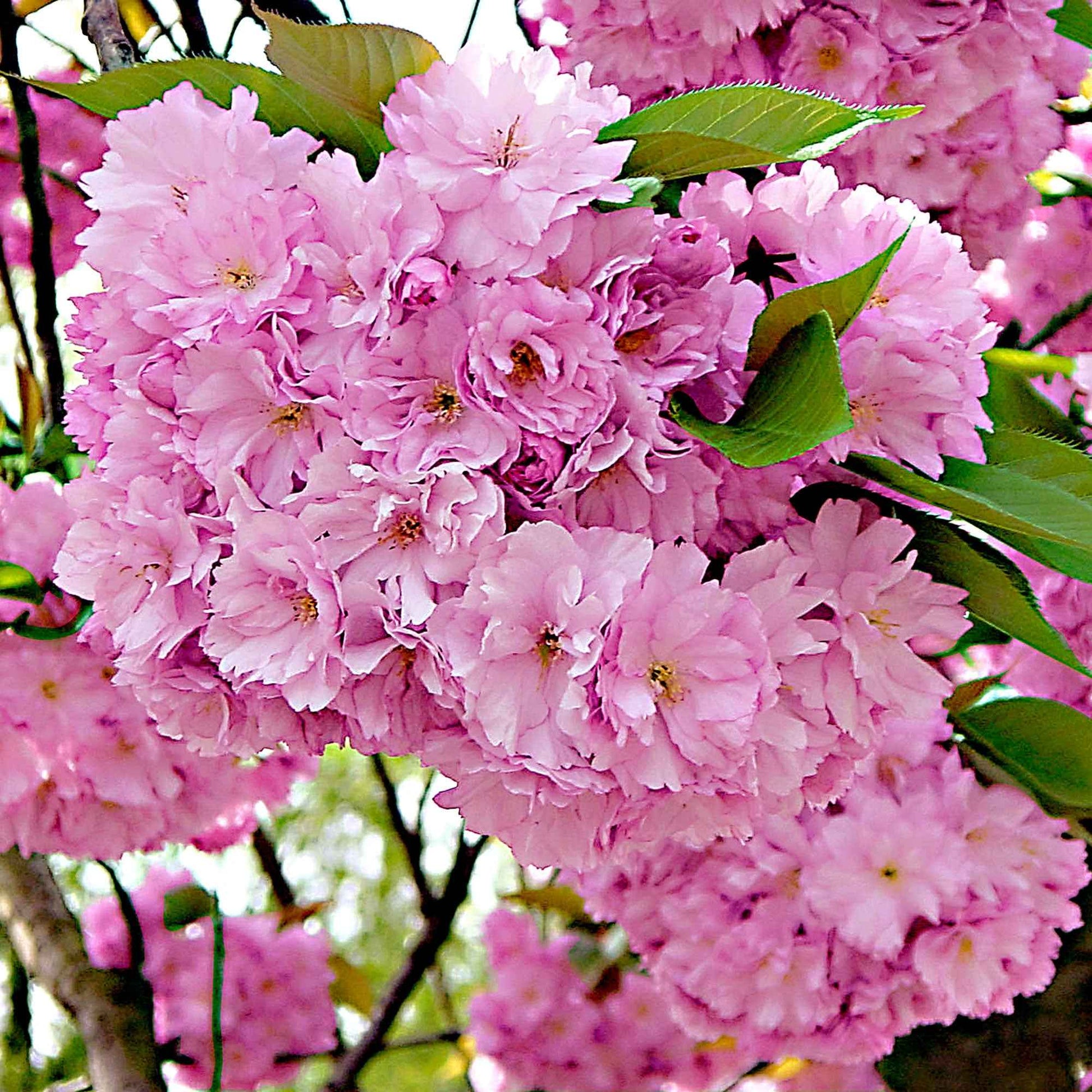Cerisier du Japon 'Amanogawa' - Caractéristiques des plantes