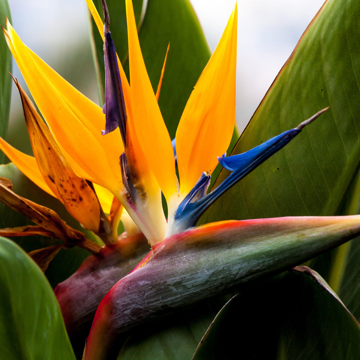 Strelitzia reginae humilis - Oiseau du paradis nain - Strelitzia
