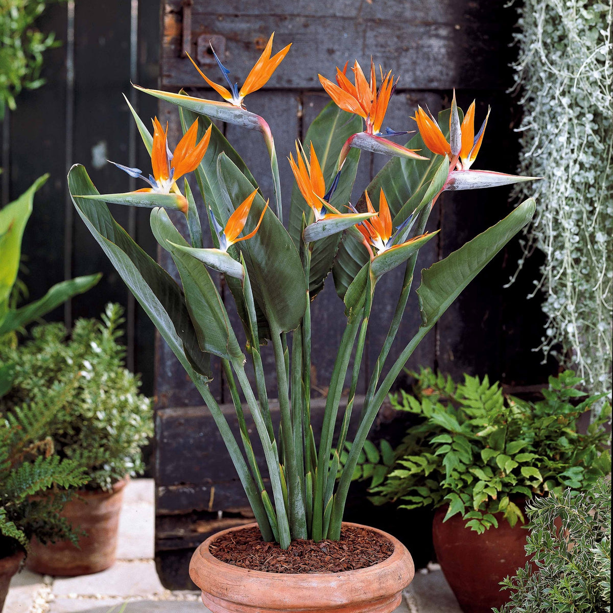 Strelitzia - Oiseau du paradis nain - Strelitzia reginae humilis