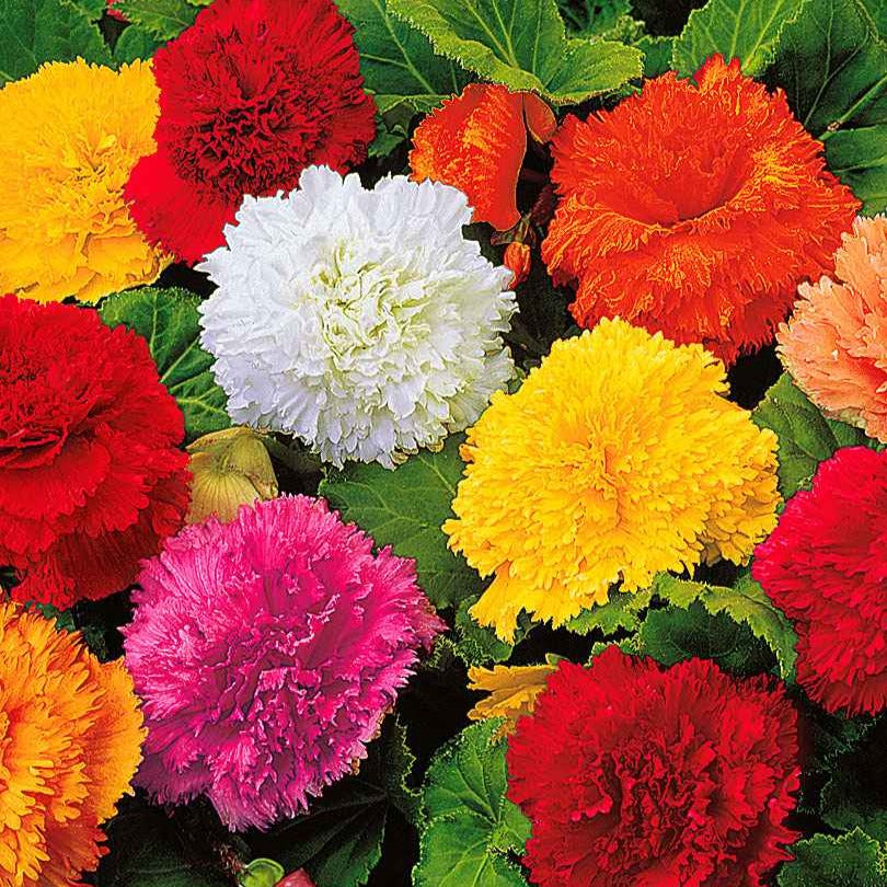 10 Bégonias frangés en mélange - Bakker