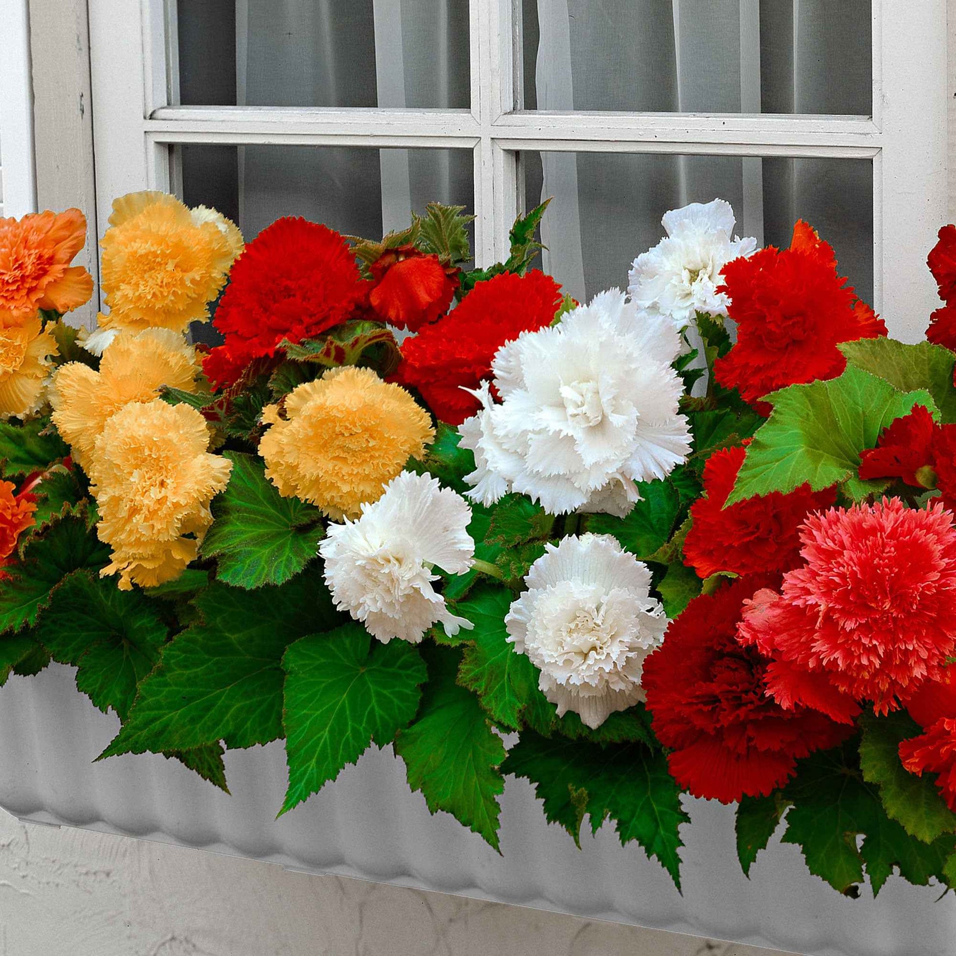 Bégonia 'Fimbriata' en mélange - Bulbes de fleurs pour la terrasse et le balcon