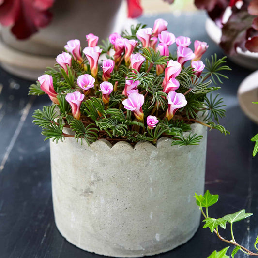 5 Oxalis Automne rose - Bakker