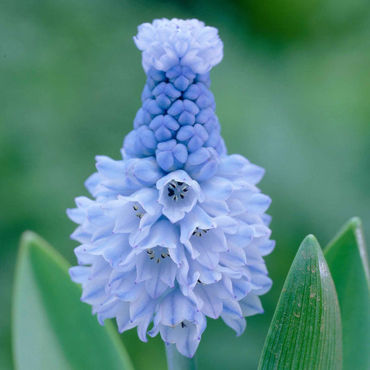 50x Muscaris  Muscari azureum bleu - Arbustes à papillons et plantes mellifères