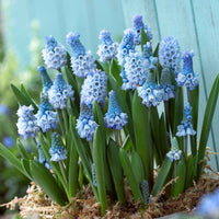 50x Muscaris  Muscari azureum bleu - Bulbes de fleurs par catégorie