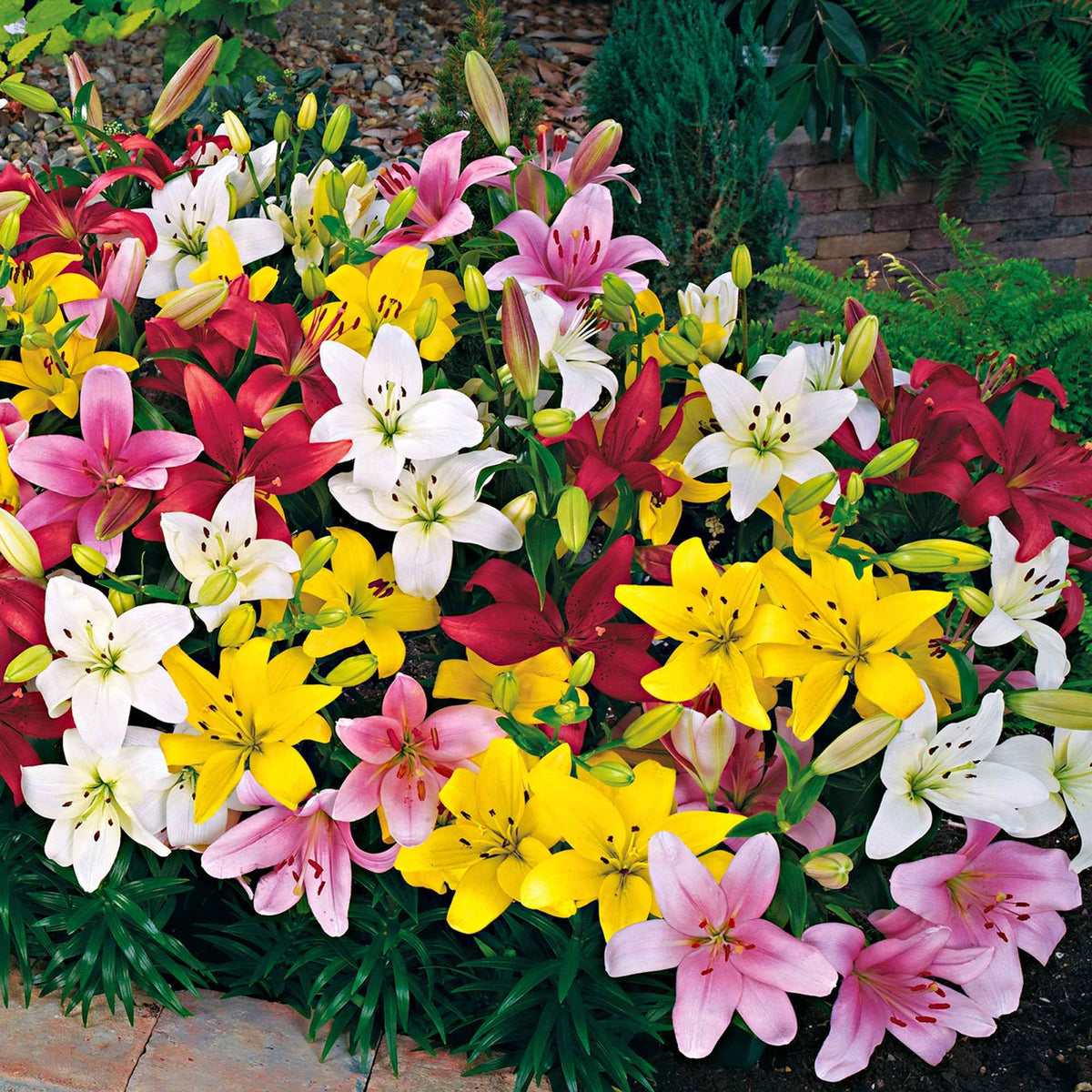 Lys asiatique 'Mid-Century' en mélange - Lilium mid-century - Bakker