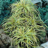 Laîche d'Oshima 'Evergold' - Caractéristiques des plantes