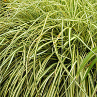 Laîche d'Oshima 'Evergold' - Plantes d'extérieur